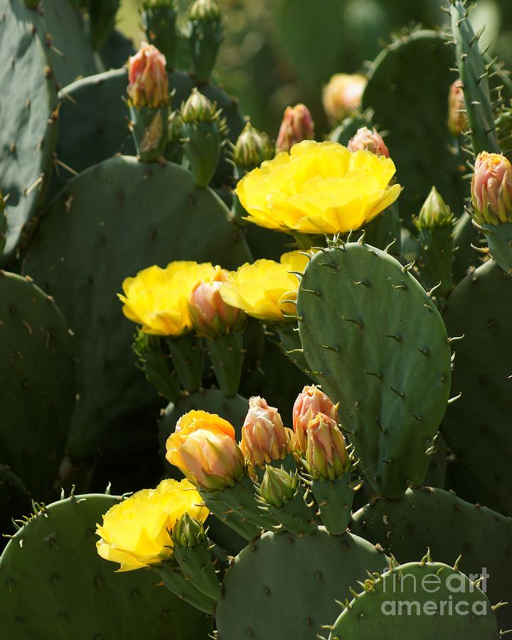 Prickly Pear In Bloom Photograph