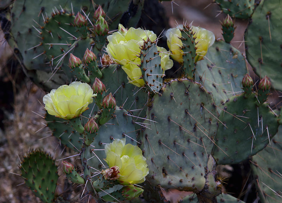 Prickly Pear In Bloom Photograph by Elaine Malott