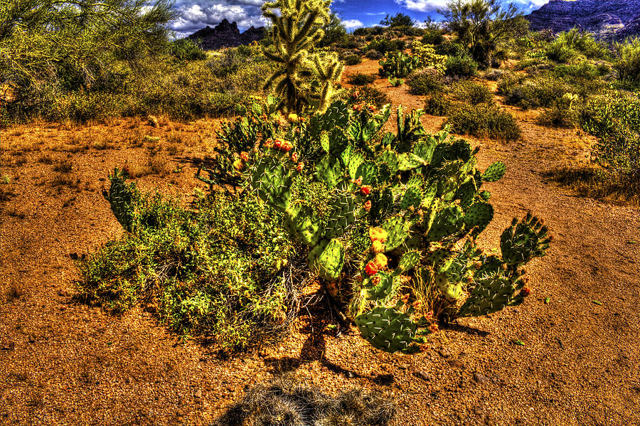 Prickly Pear in Bloom with BrittleBush and Cholla for Company Photograph by Roger Passman