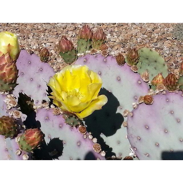 Desert Photograph - Prickly Pear In Bloom
#desert #cactus by Karyn Robinson