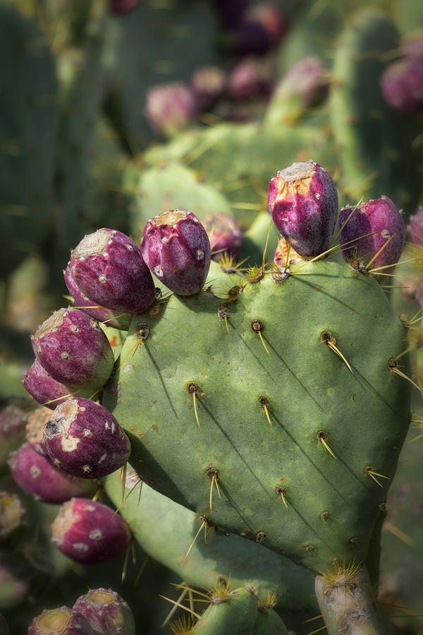 Prickly Pear in Fruit  Photograph by Saija Lehtonen