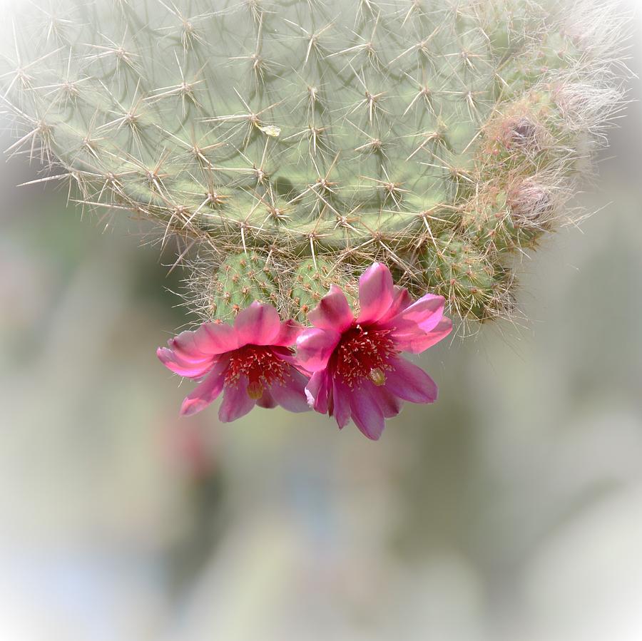 Prickly Pear In Pink Photograph by Marilyn Smith