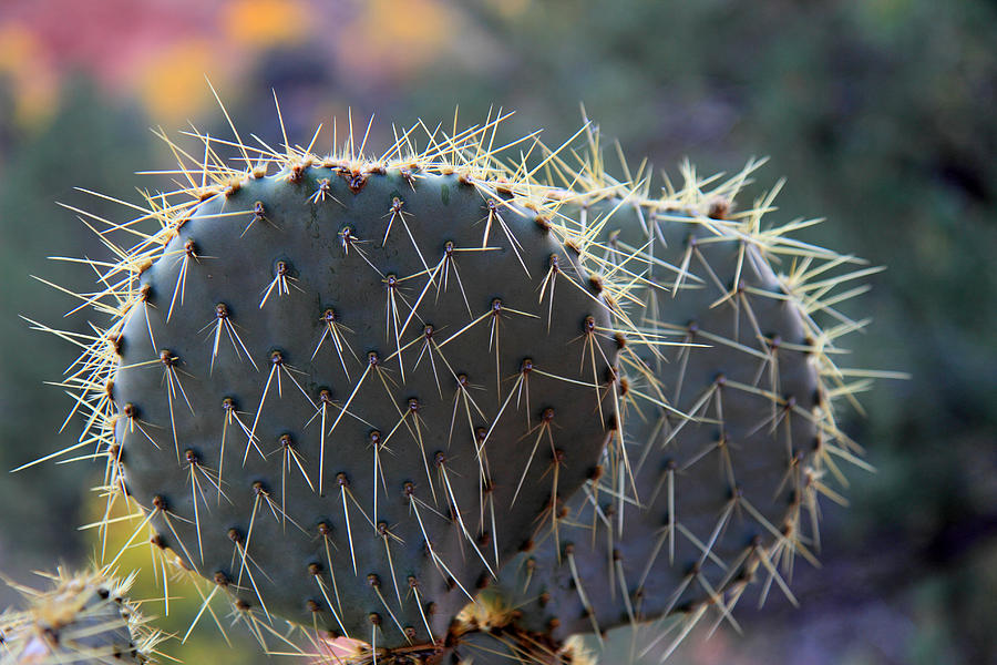 Fall Photograph - Prickly pear in Zion by Pierre Leclerc Photography