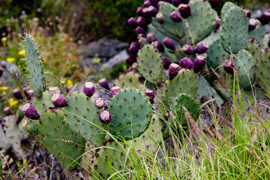 Bend Photograph - Prickly Pear by Jason Smith
