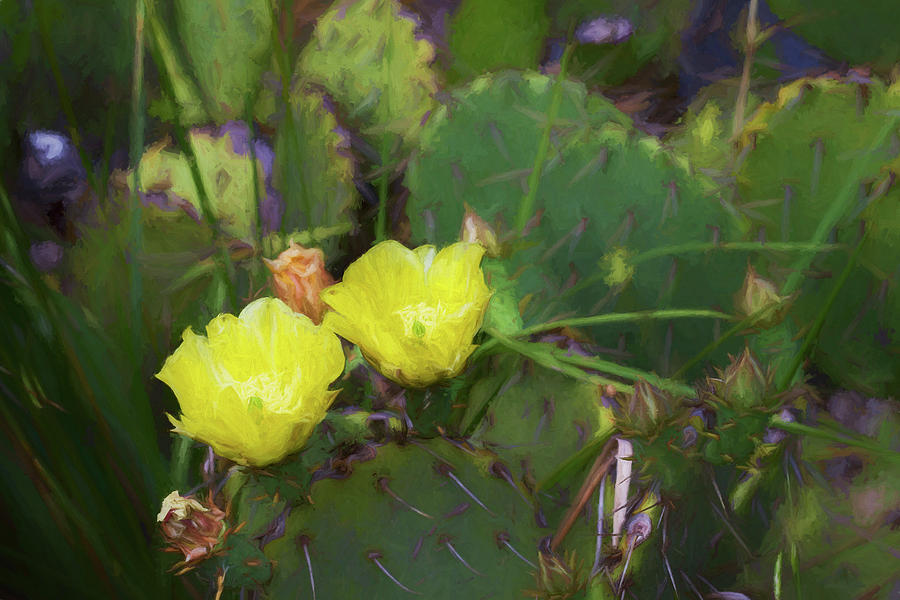 Prickly Pear  Photograph by Kathy Clark
