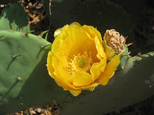 Flower Photograph - Prickly Pear by Libby Cagle Flower Photograph - Prickly Pear by Libby Cagle