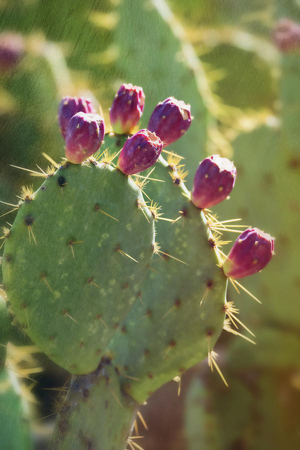 Prickly Pear Pads  Photograph by Saija Lehtonen