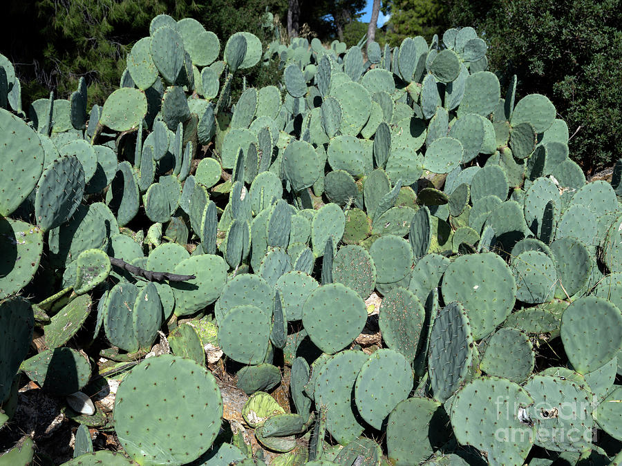 Prickly pear plants Photograph by George Atsametakis