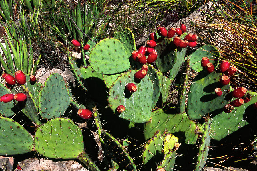 Prickly Pear Red Fruit Photograph by Sally Weigand