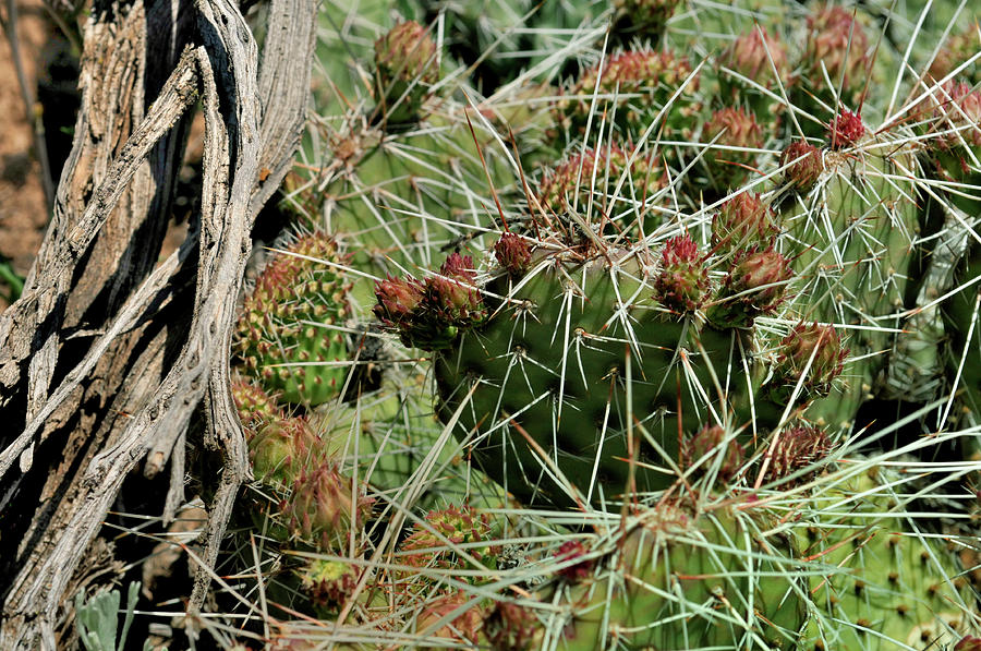 Prickly Pear Revival Photograph by Ron Cline