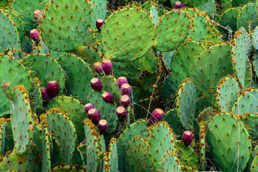 Prickly Pear Photograph by Tikvahs Hope