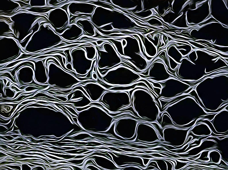 Prickly pear skeleton Photograph by Ronni Silver - Fine Art America