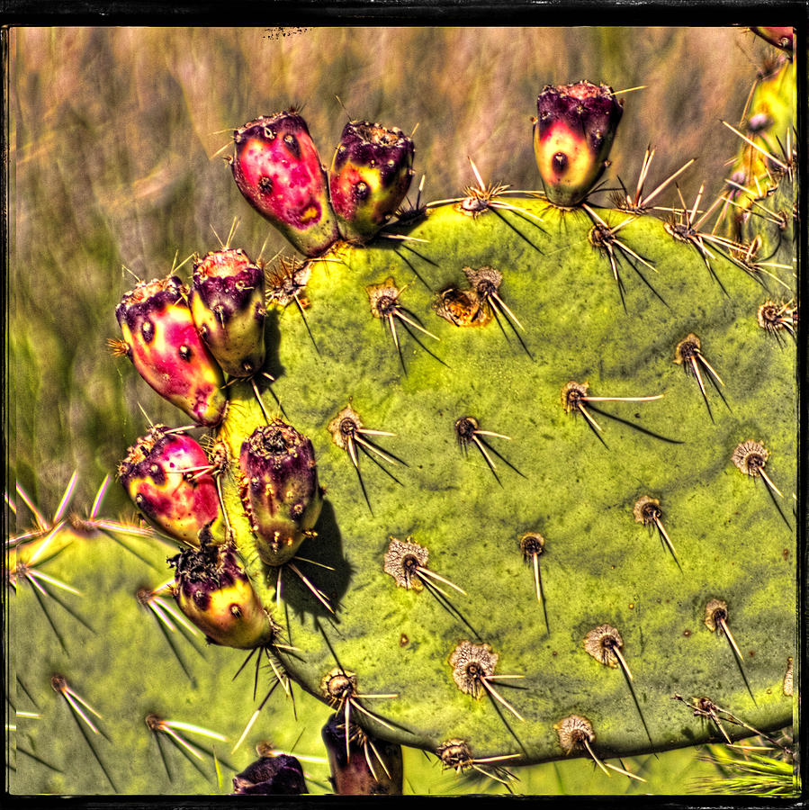 Prickly Pear Spring Fruit Photograph by Roger Passman