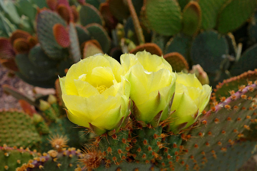 Prickly Pear Trio Photograph by Robert Meyers-Lussier