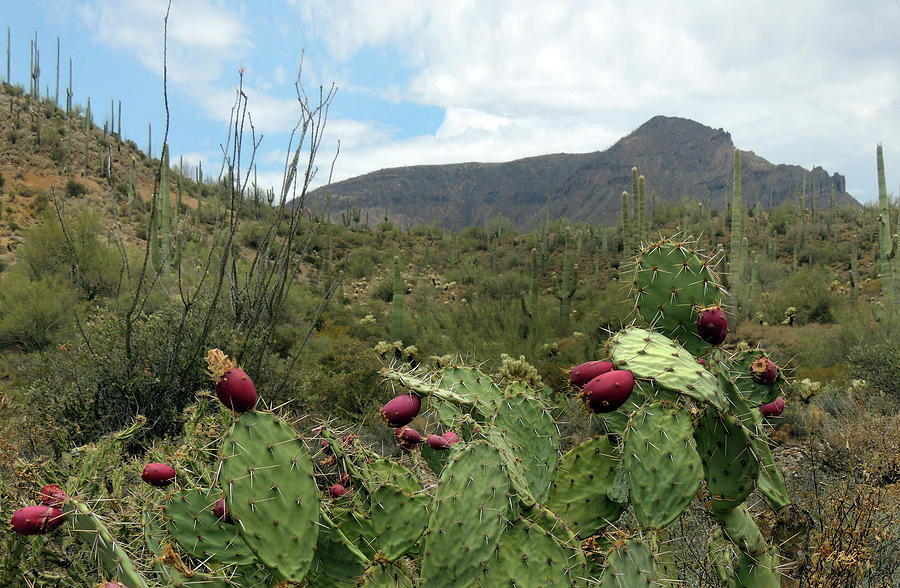 Prickly Pear With Fruit Photograph by Gordon Beck