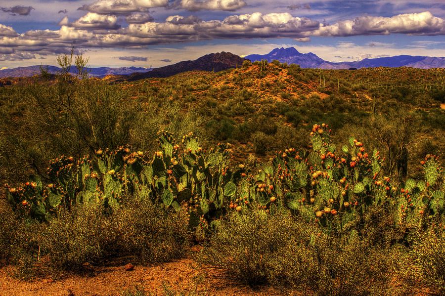 Prickly Pears in Bloom Photograph by Roger Passman