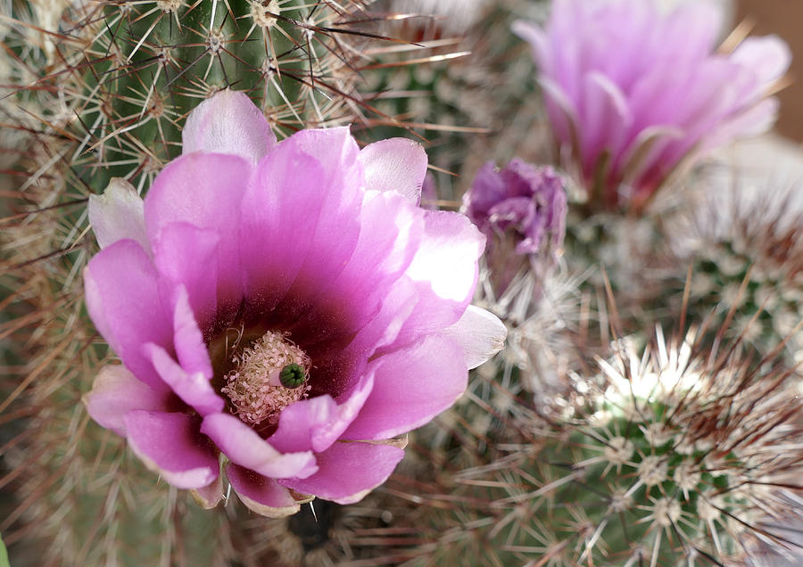 Prickly Petals Photograph by Laurel Powell