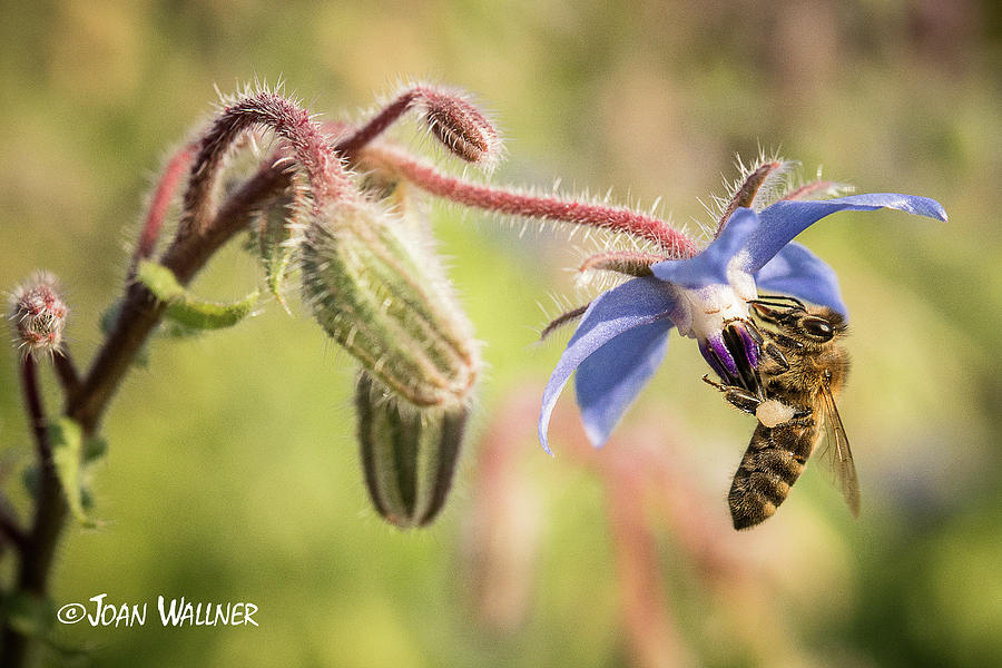 Prickly Pollination Photograph by Joan Wallner