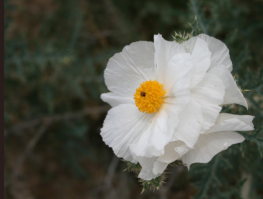 Prickly Poppy Photograph by Marna Edwards Flavell