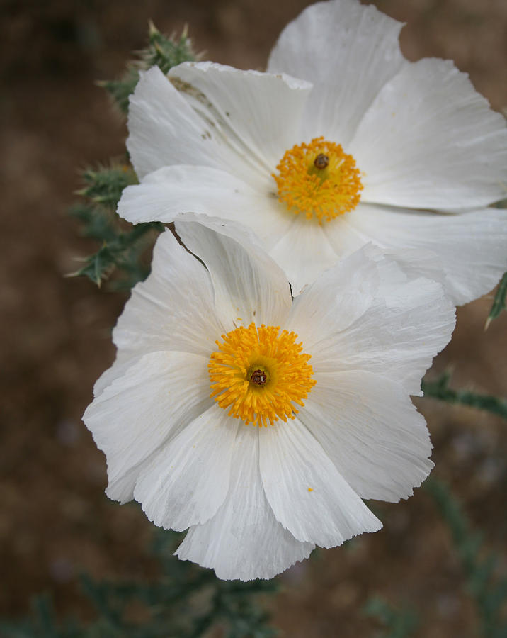 Prickly Poppy Pair Photograph by Marna Edwards Flavell