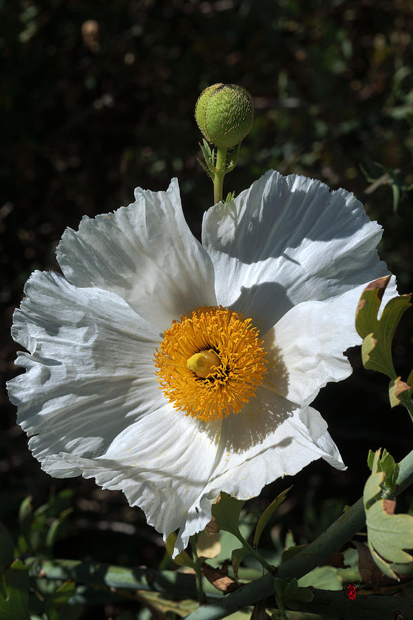 Prickly Poppy With Little Buddy Photograph