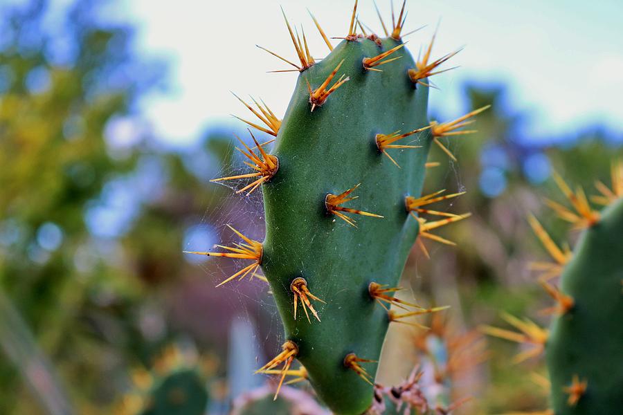 Prickly Promises Photograph by Michiale Schneider