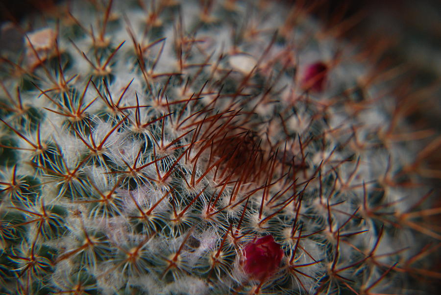 Prickly Photograph by Renee Holder