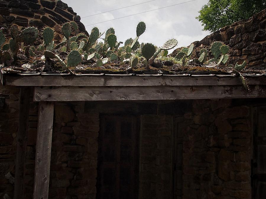 Prickly Roof Photograph by Buck Buchanan