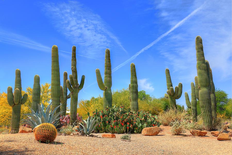 Prickly Situation Photograph by John Absher - Fine Art America