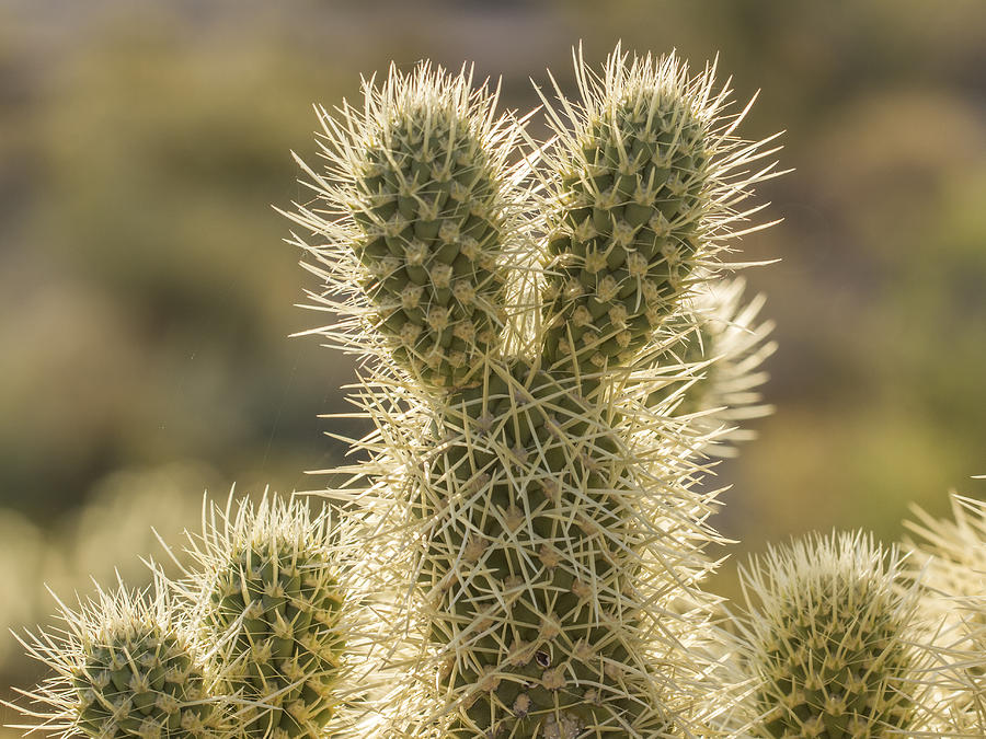 Prickly Subject Photograph by Jean Noren