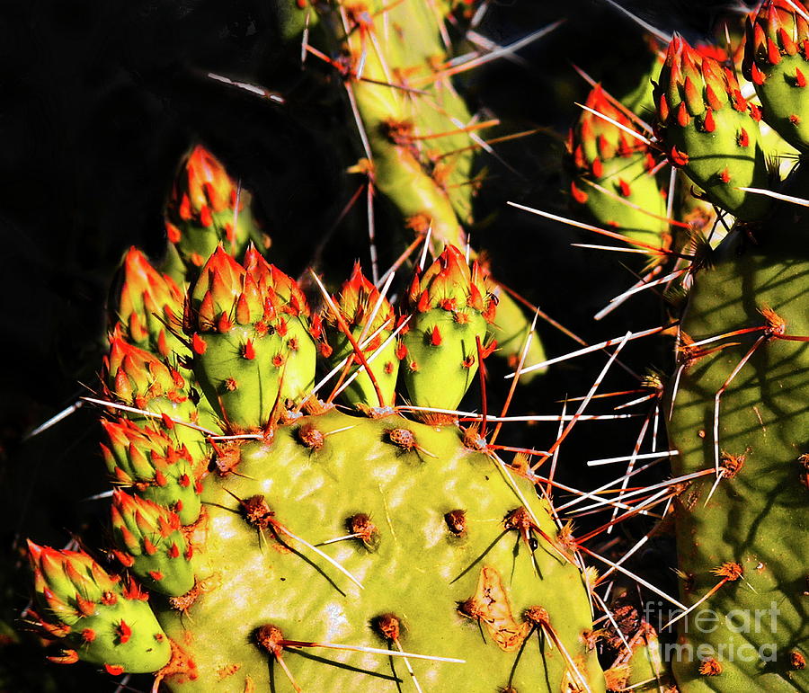 Prickly Photograph by Tim Richards