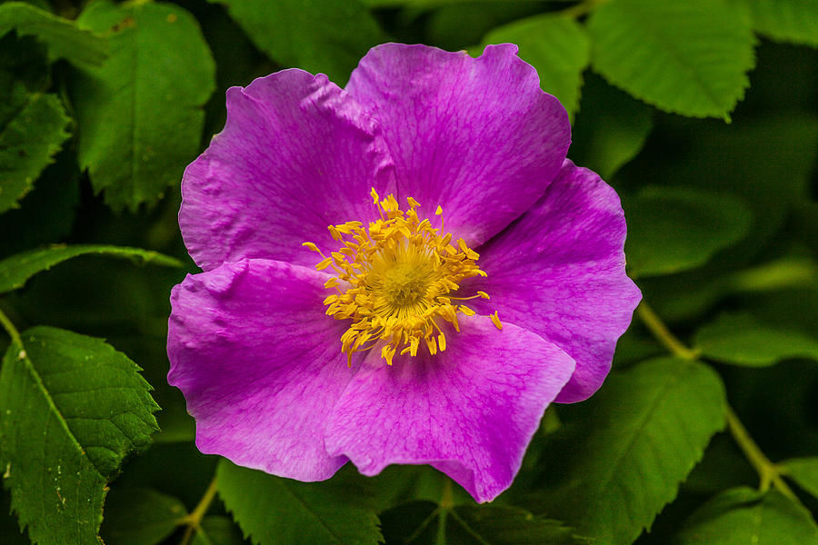 Prickly Wild Rose Photograph by Le Phuoc