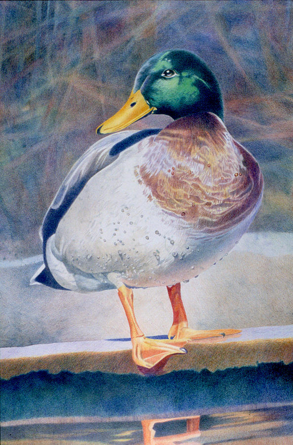 Duck Drawing - Pride - Male Mallard by Bob Nolin