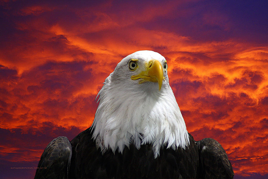Eagle Photograph - Pride and Fire by KatagramStudios Photography