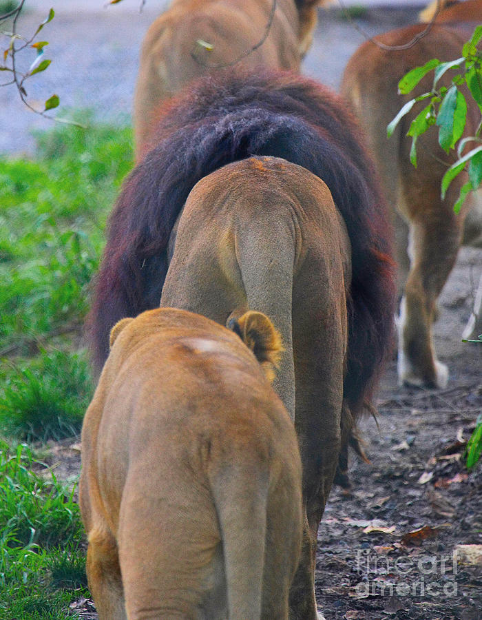 Lion Photograph - Pride by David Naman