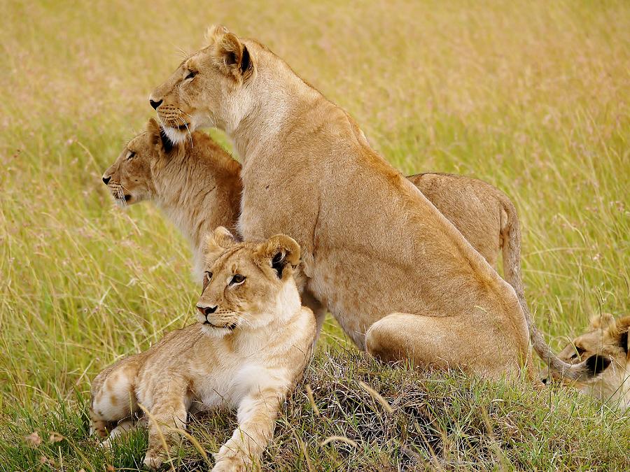 Pride of a Pride, Maasai Lions Photograph by Sarah Liu - Fine Art America