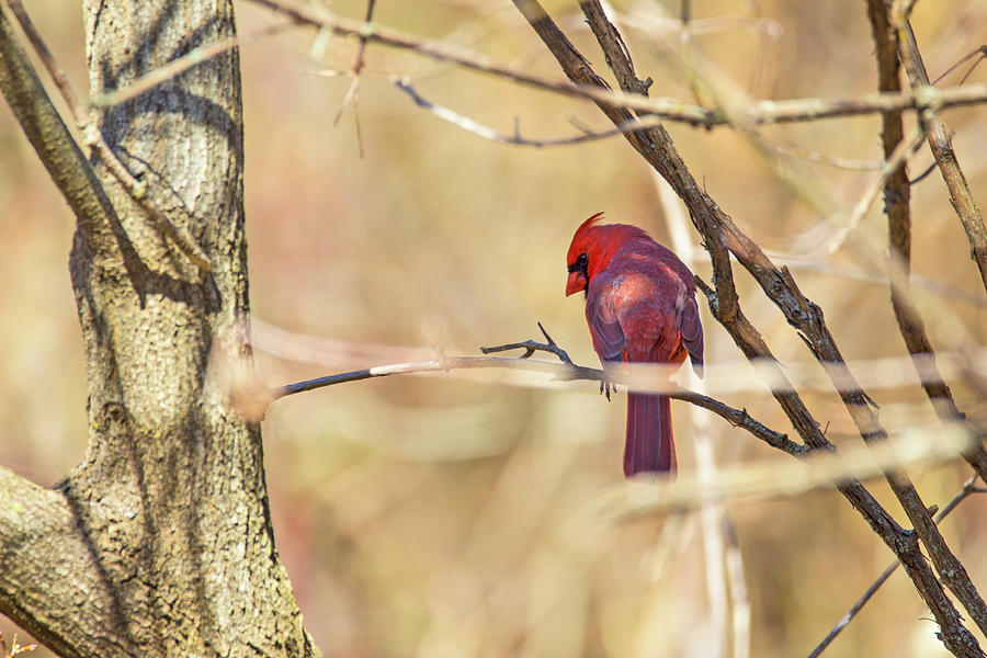 Cardinal Photograph - Primary colour - Northern Cardinal - Cardinalis Cardinalis by Spencer Bush