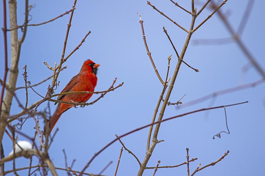 Cardinal Photograph - Primary Colours - Northern Cardinal - Cardinalis cardinalis by Spencer Bush