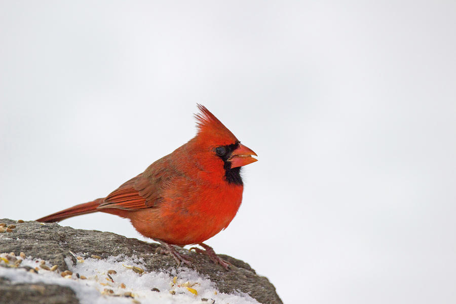Cardinal Photograph - Primary Contrast - Northern Cardinal - Cardinalis cardinalis by Spencer Bush