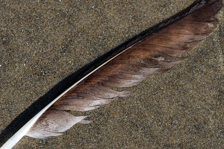 Primary Feather Photograph by Robert Potts
