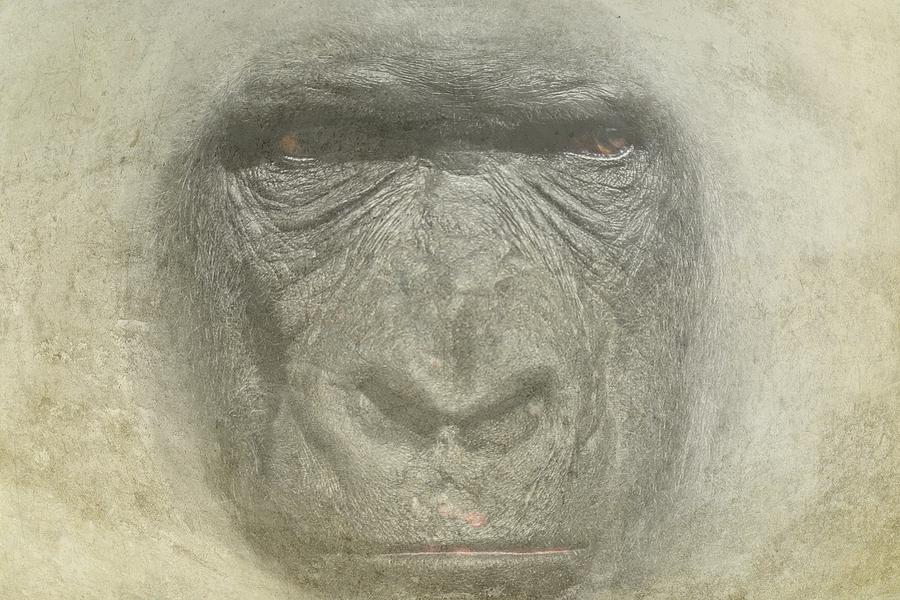 Gorilla Photograph - Primate by Movie Poster Prints