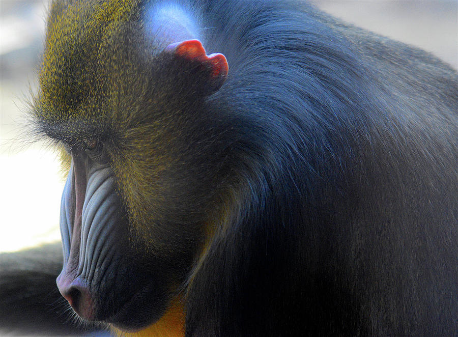Primate1 Photograph by Joseph Hedaya