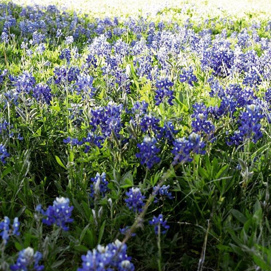 Spring Photograph - Primavera En Texas #bluebonnets #spring by Evelia Galindo