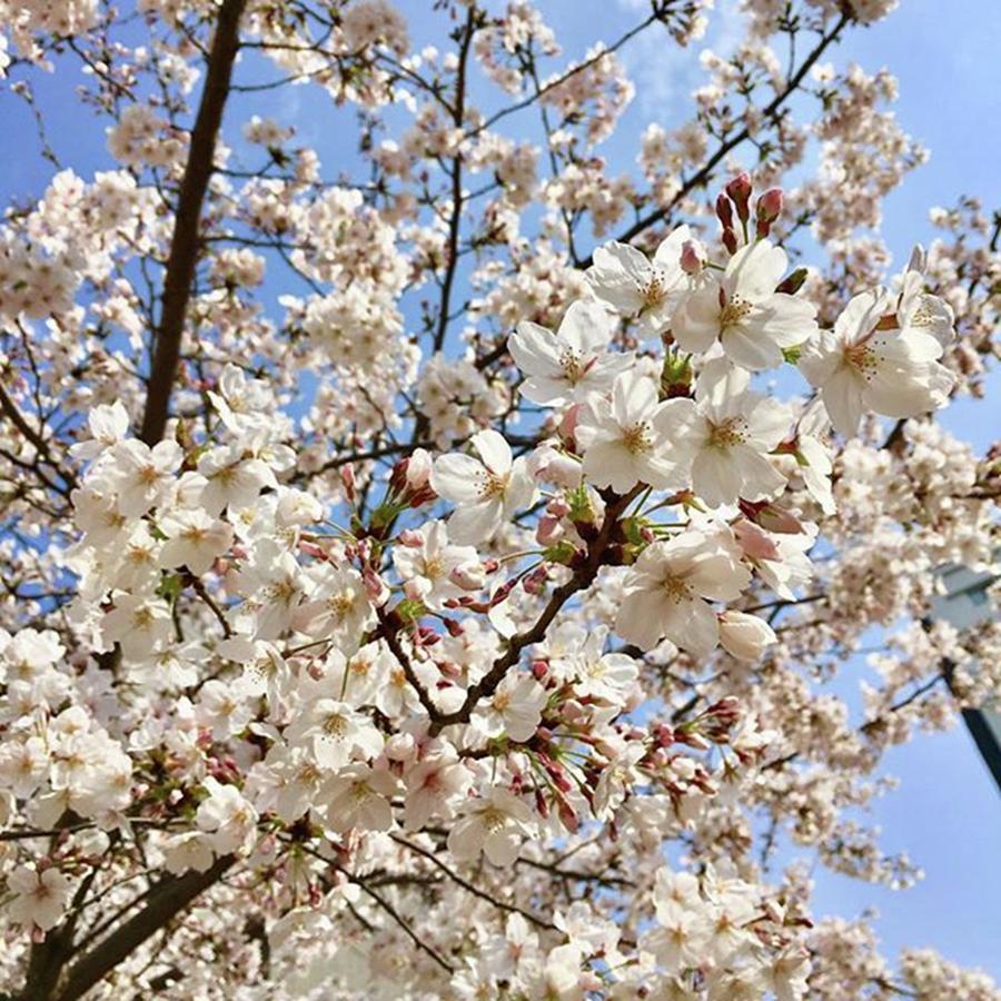 Spring Photograph - Primavera  Spring 春
#primavera by Yuki Onoue