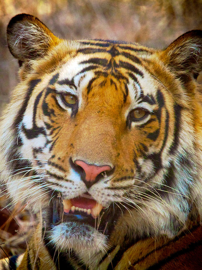 Prime Tiger Photograph by David Beebe