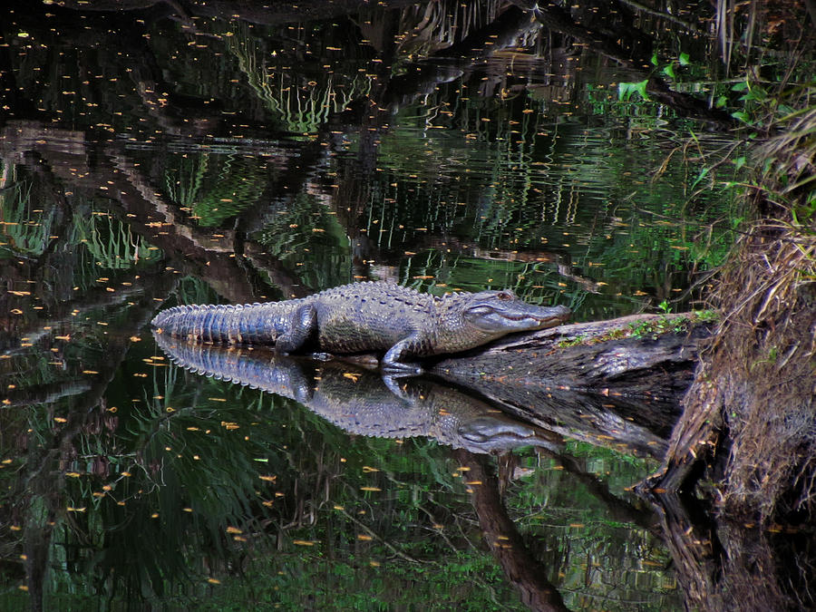 Primeval Swamp Gator Photograph by Judy Wanamaker