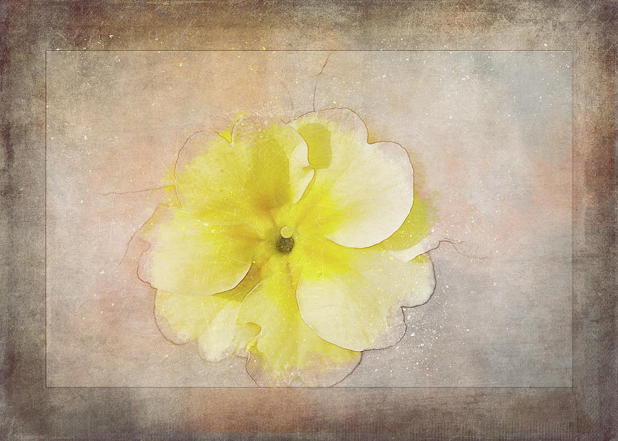 Nature Digital Art - Primrose Etched in Stone by Terry Davis