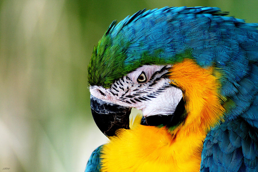 Parrot Photograph - Primpin by Jason Blalock
