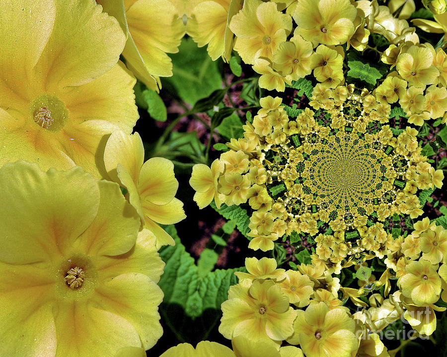 Primrose Flowers Abstract Photograph by Smilin Eyes Treasures