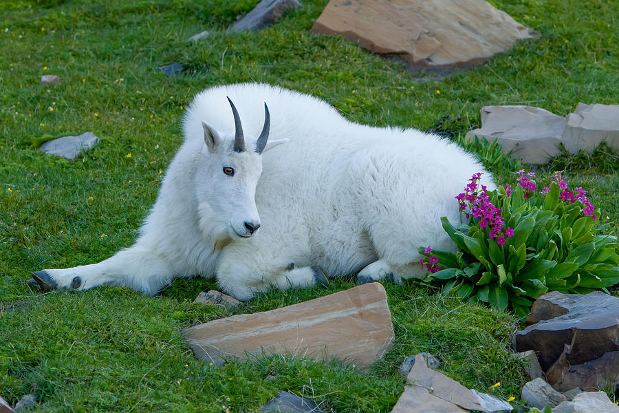 Primrose Goat Photograph by Kent Keller